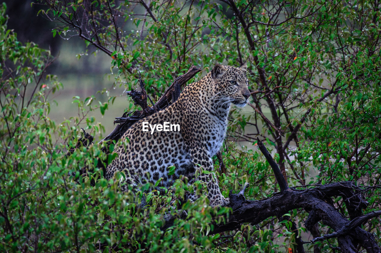 SIDE VIEW OF TIGER BY TREE