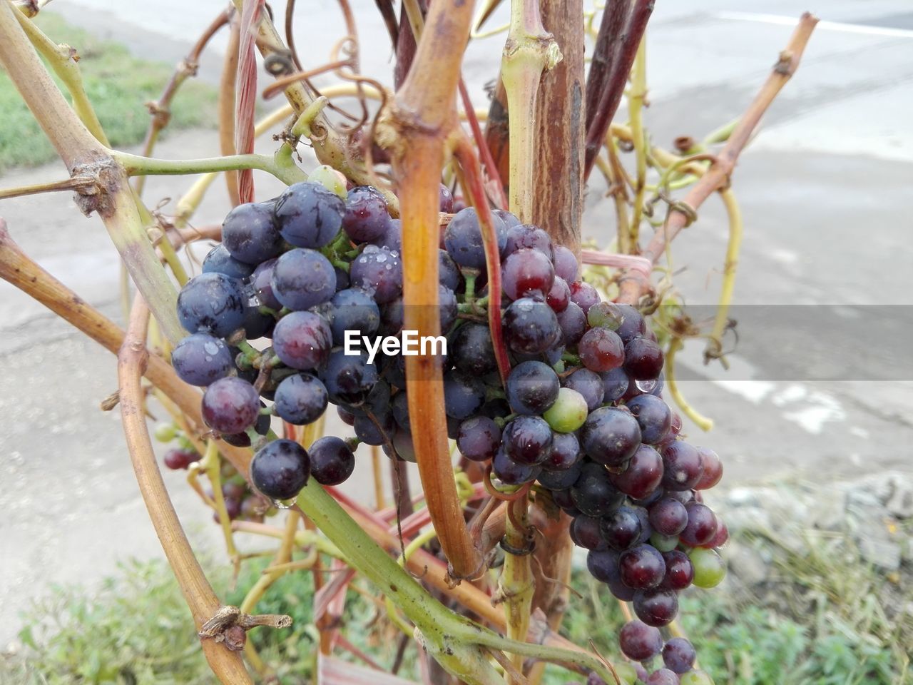 CLOSE-UP OF GRAPES