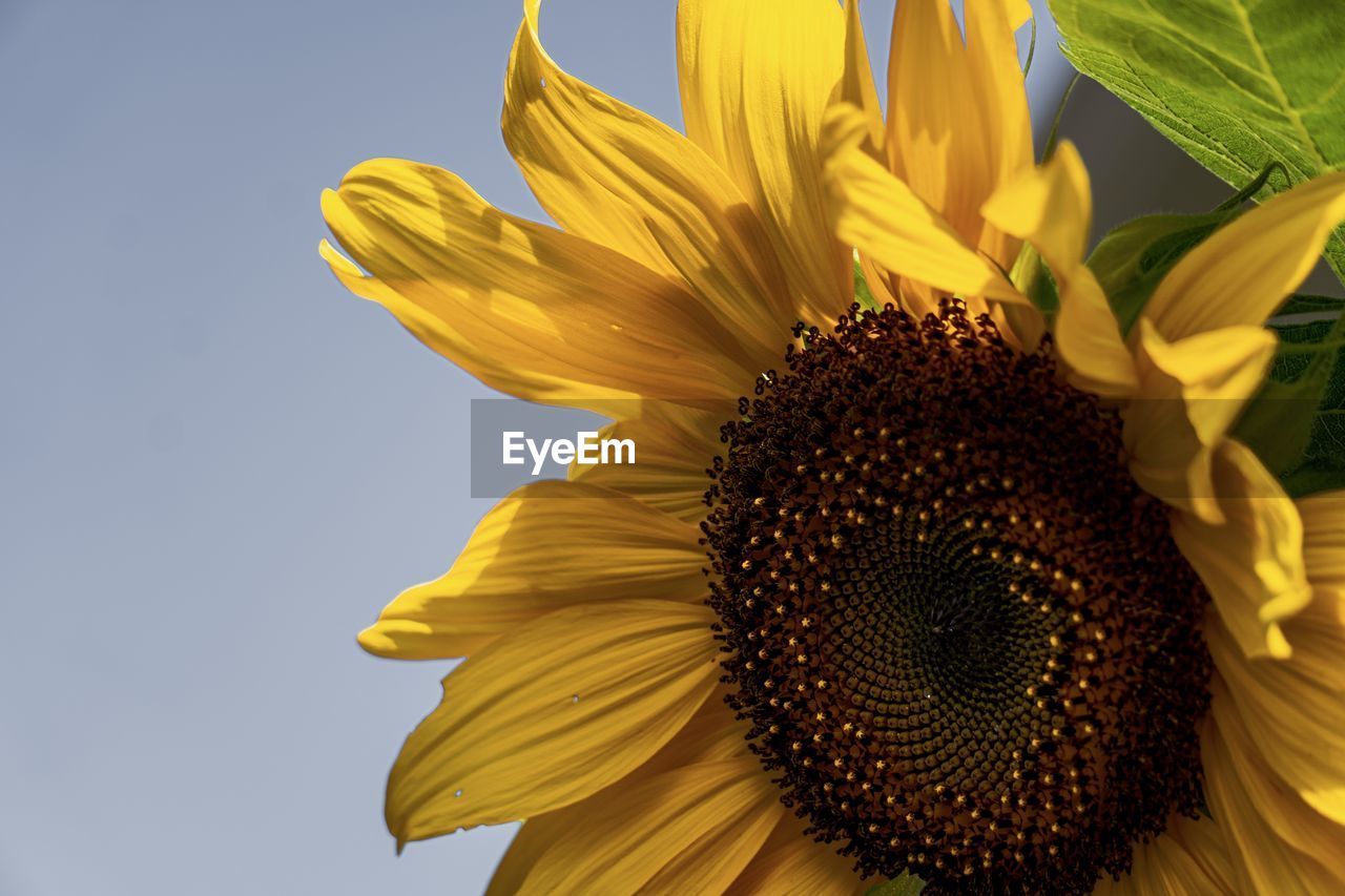 CLOSE-UP OF SUNFLOWER IN BLOOM