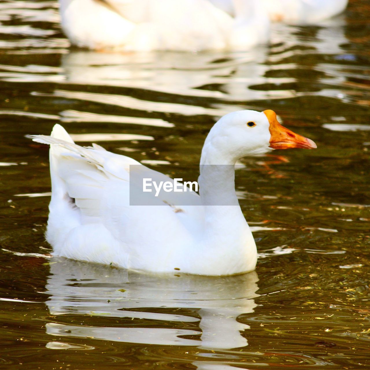 WHITE DUCK IN LAKE