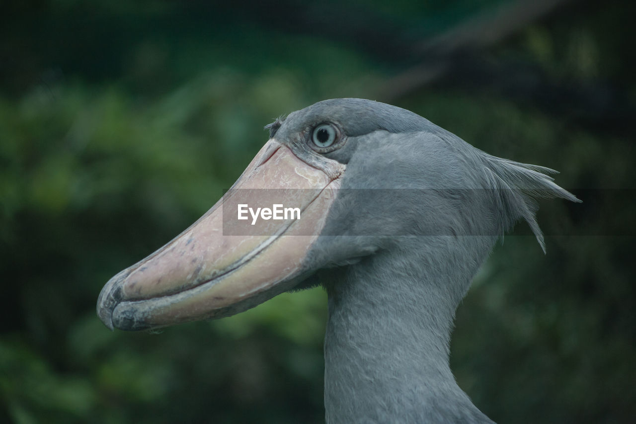 Close-up of bird