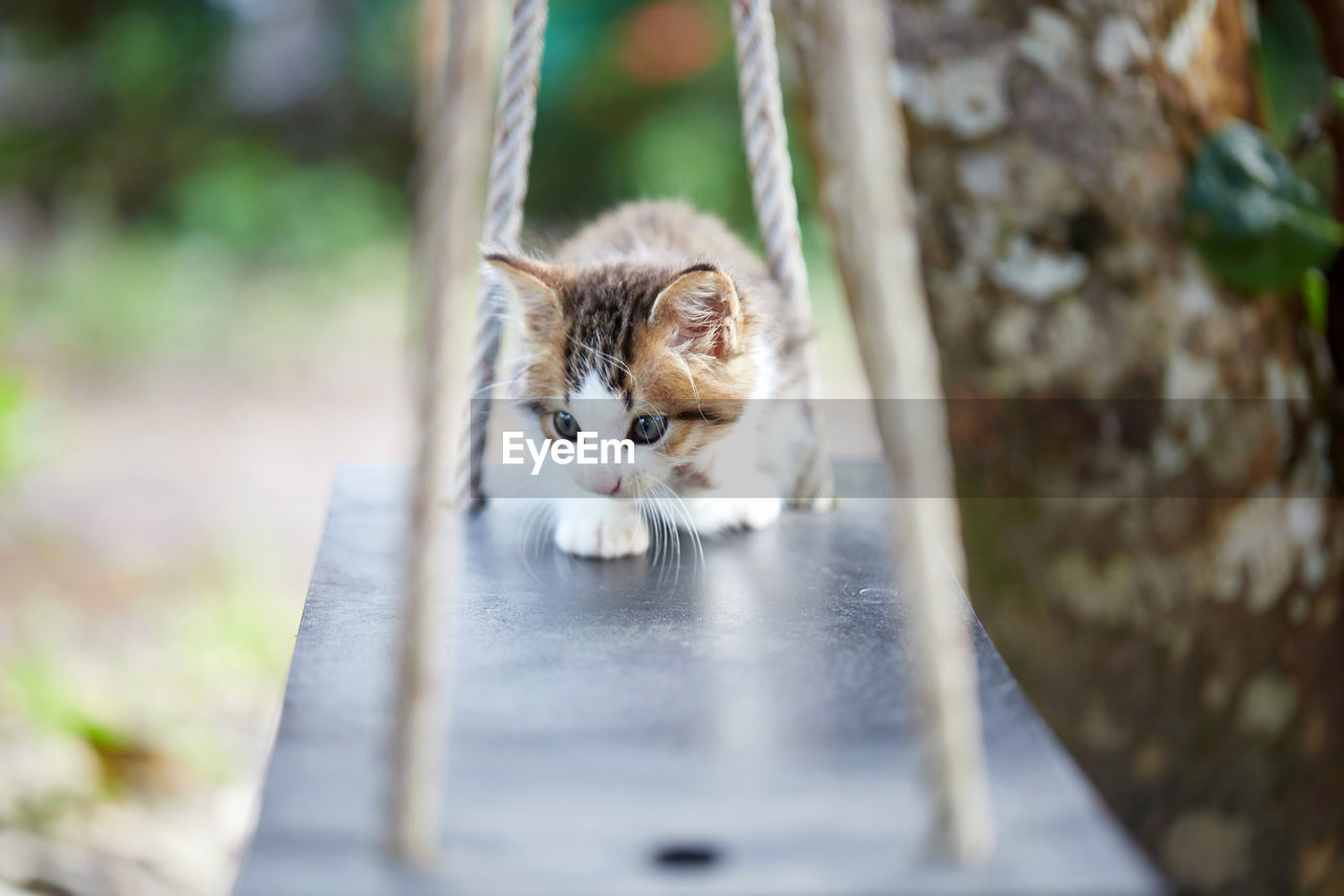 Portrait of kitten on wooden swing