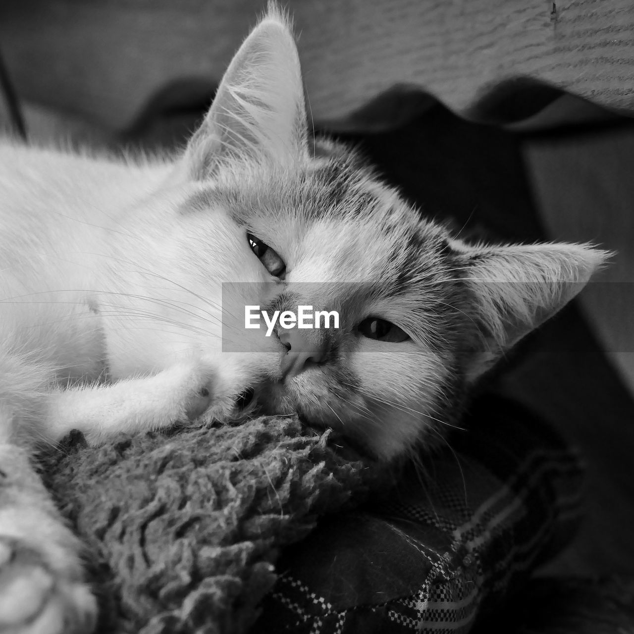 PORTRAIT OF CAT RELAXING