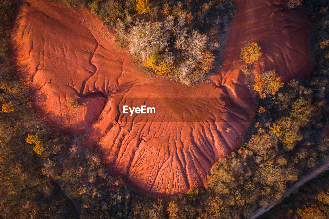 HIGH ANGLE VIEW OF TREES GROWING IN FOREST