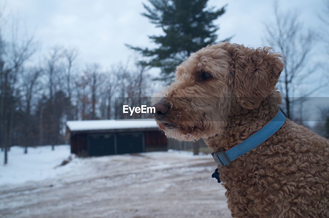 Close-up of goldendoodle during winter