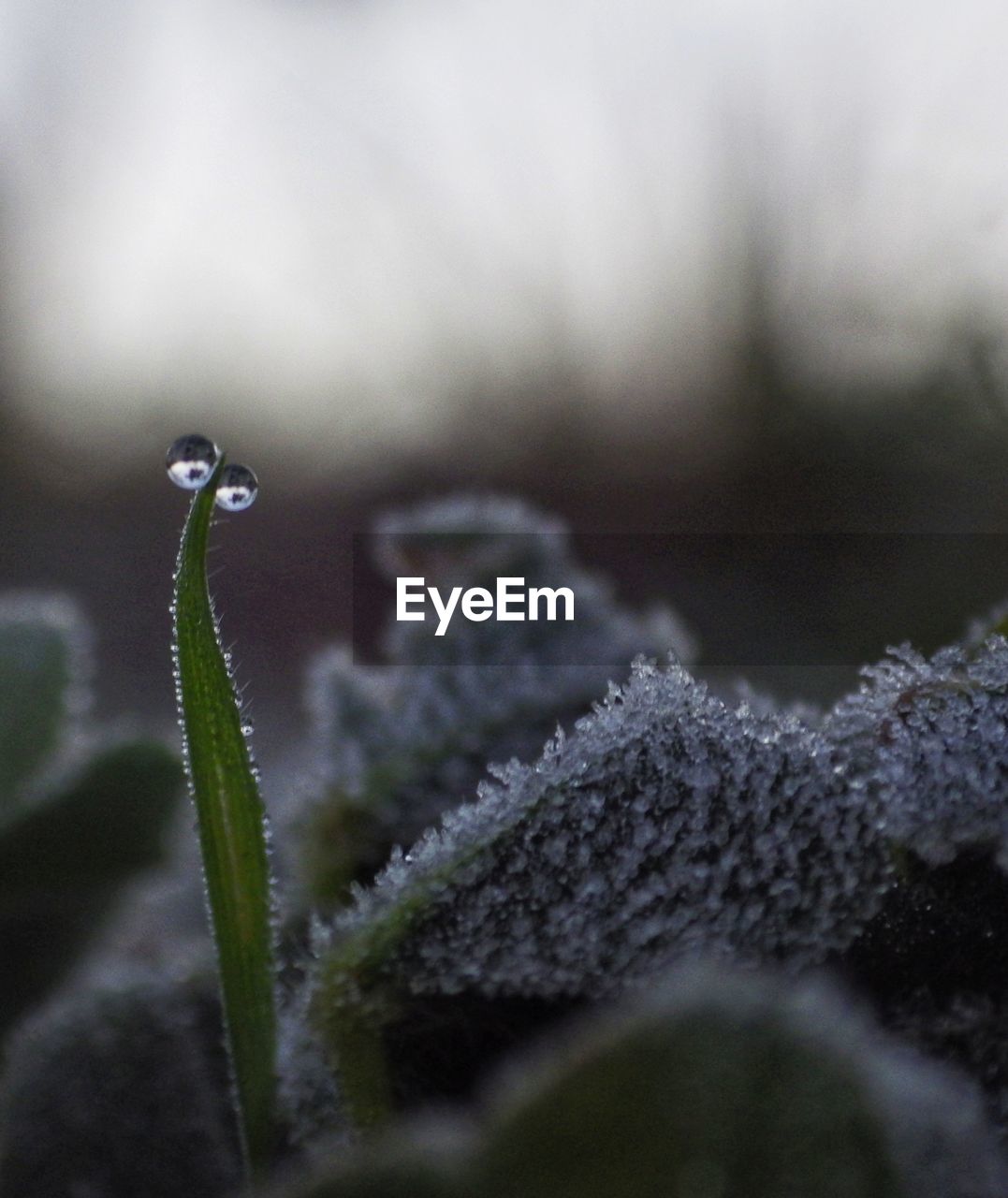 CLOSE-UP OF DEW ON PLANT