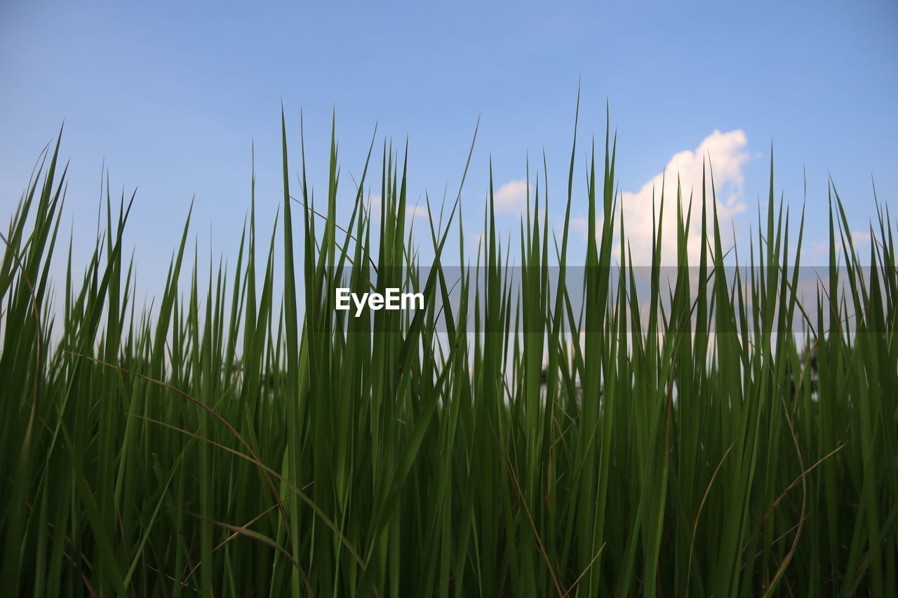 CLOSE-UP OF FRESH GRASS IN FIELD AGAINST SKY