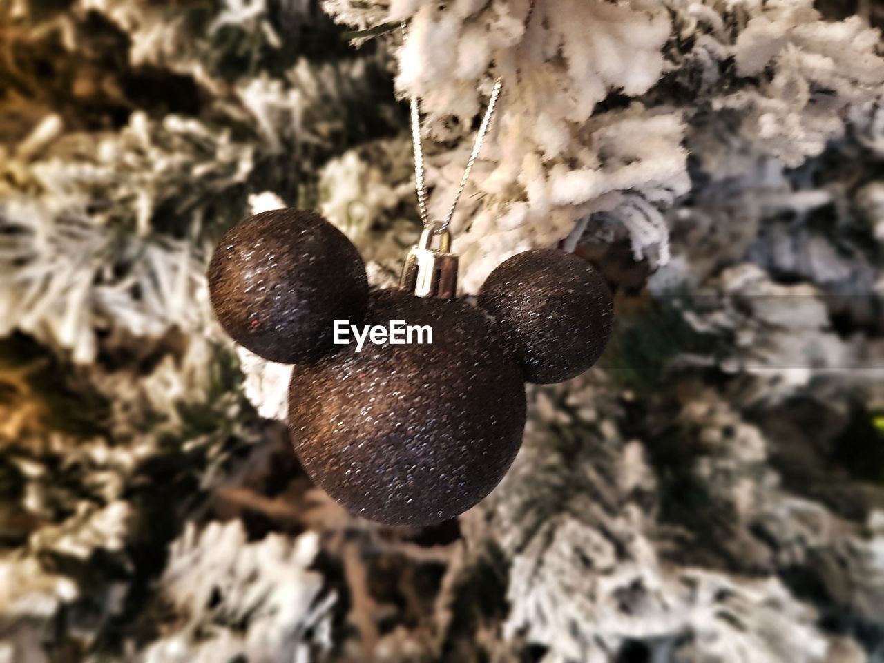 CLOSE-UP OF HANGING BERRIES