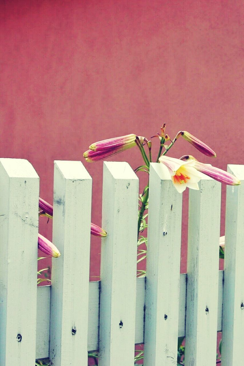 Fresh pink flowers by white picket fence against wall