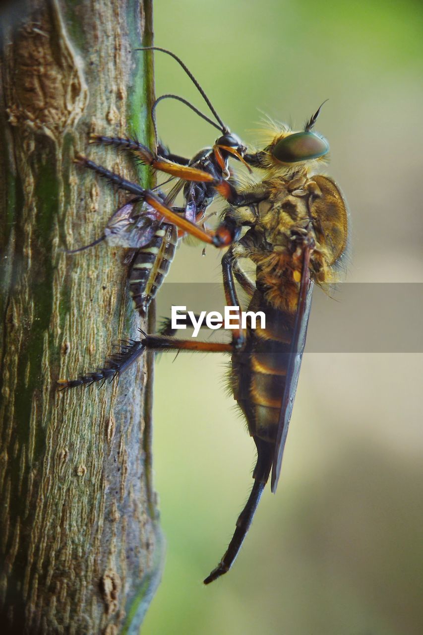 animal themes, animal, animal wildlife, wildlife, insect, one animal, nature, macro photography, close-up, focus on foreground, animal wing, no people, animal body part, plant, tree, plant stem, outdoors, macro, beauty in nature, day, magnification, full length