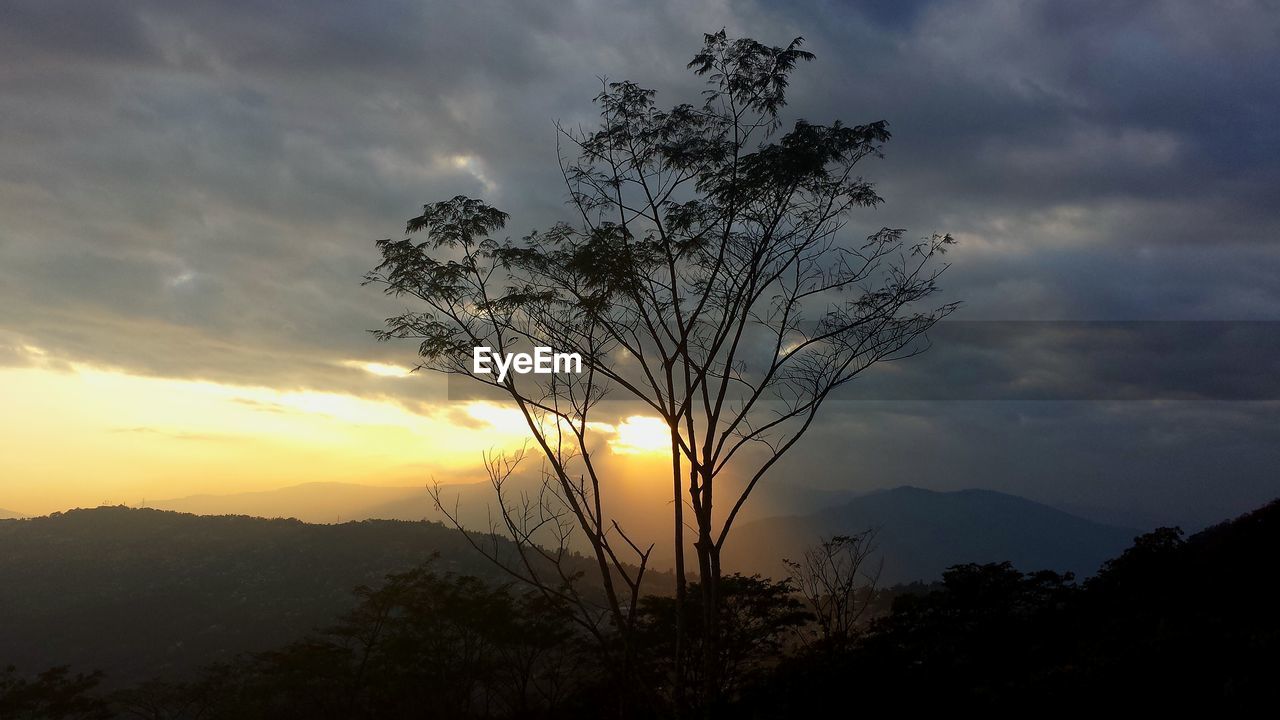 Silhouette tree against sky during sunset