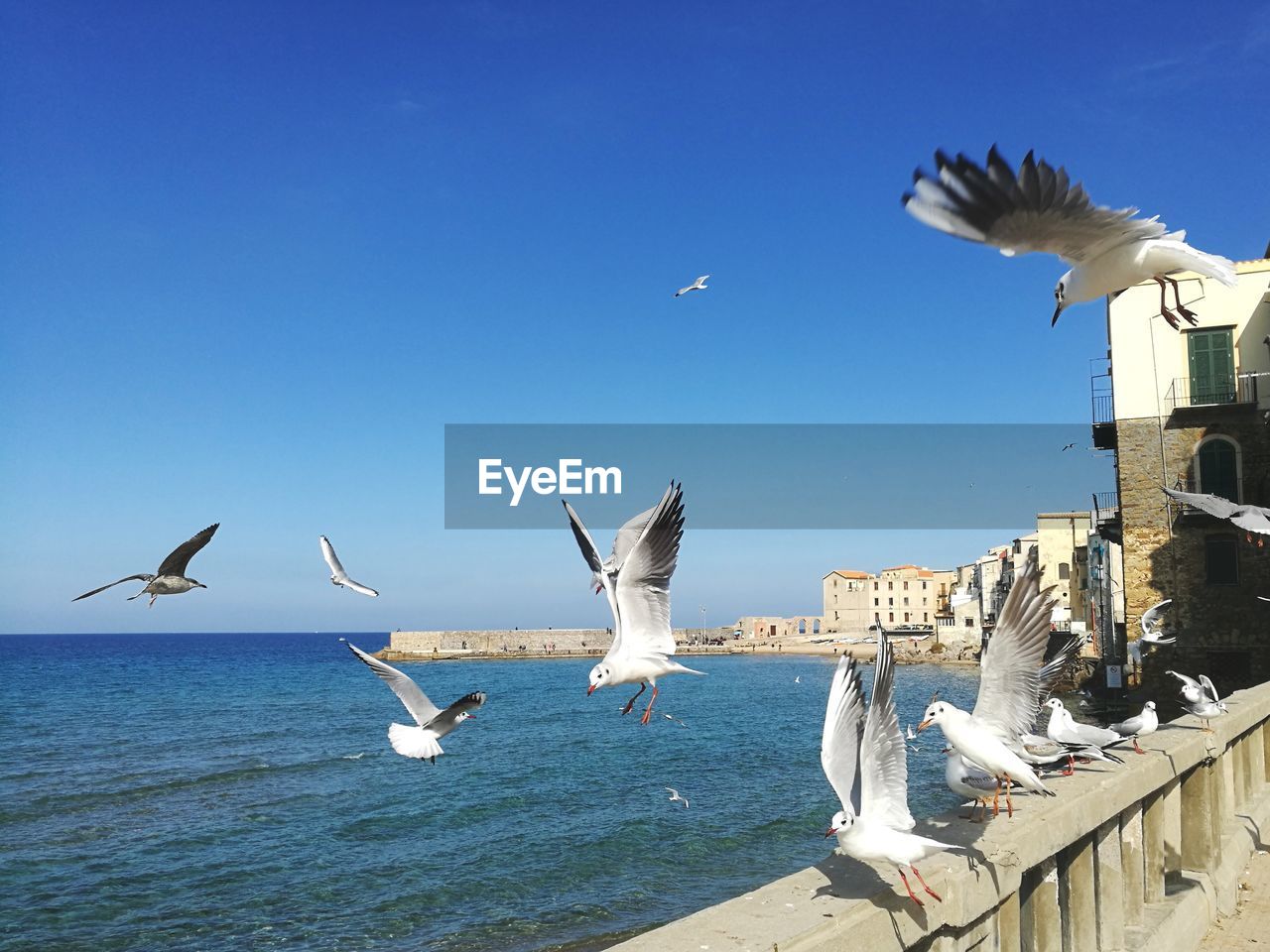 SEAGULLS FLYING OVER SEA