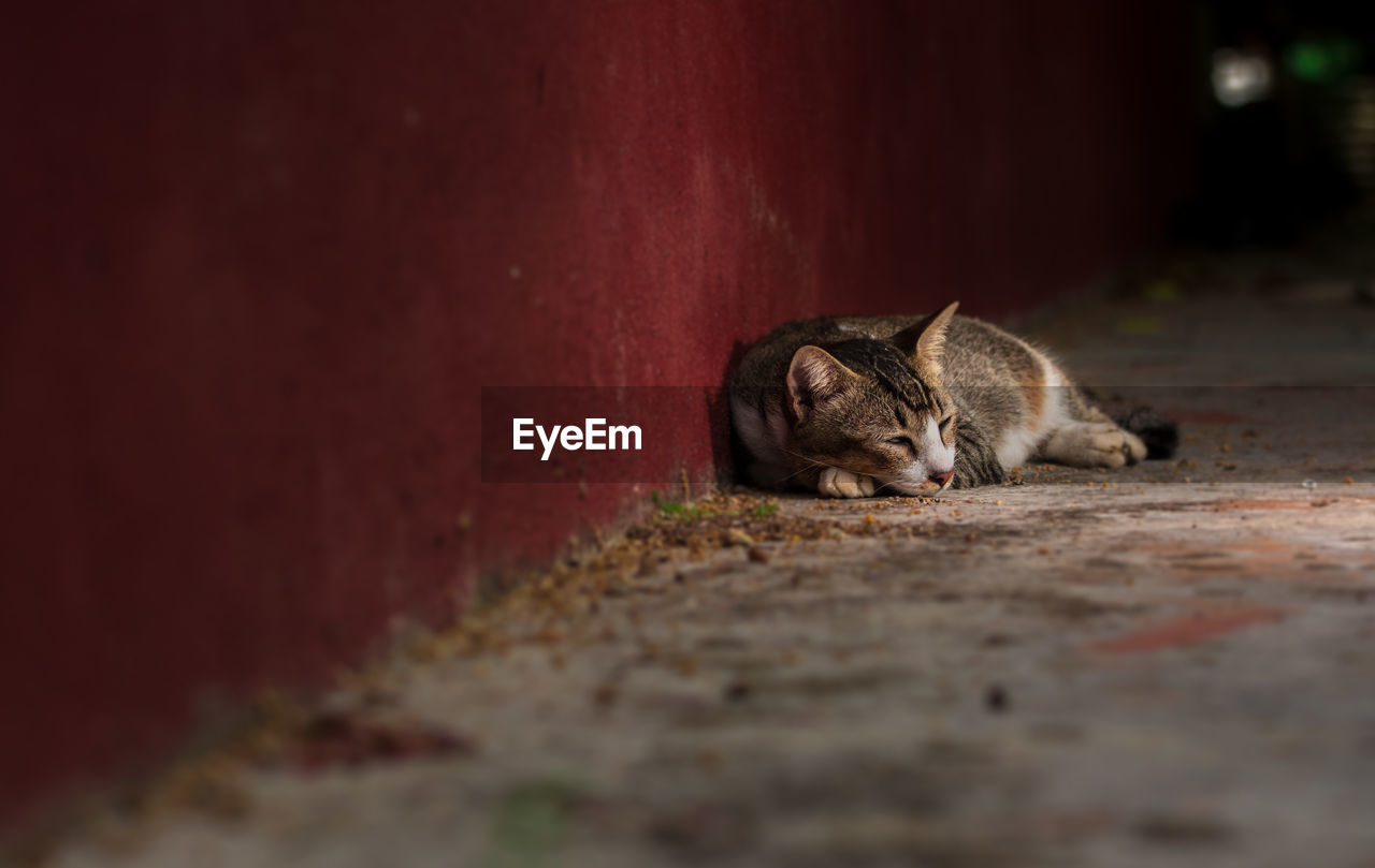 Cat relaxing on sidewalk