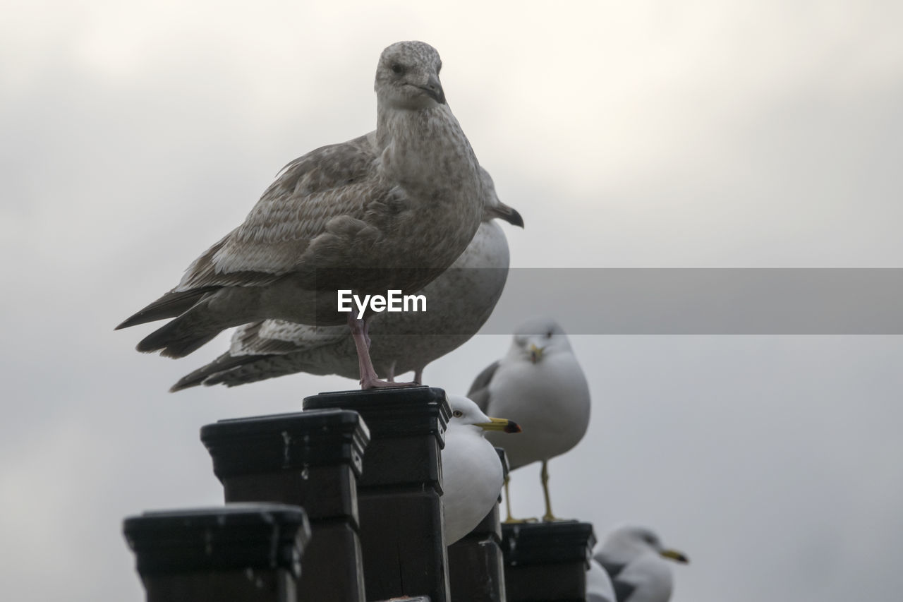 Birds perching against sky