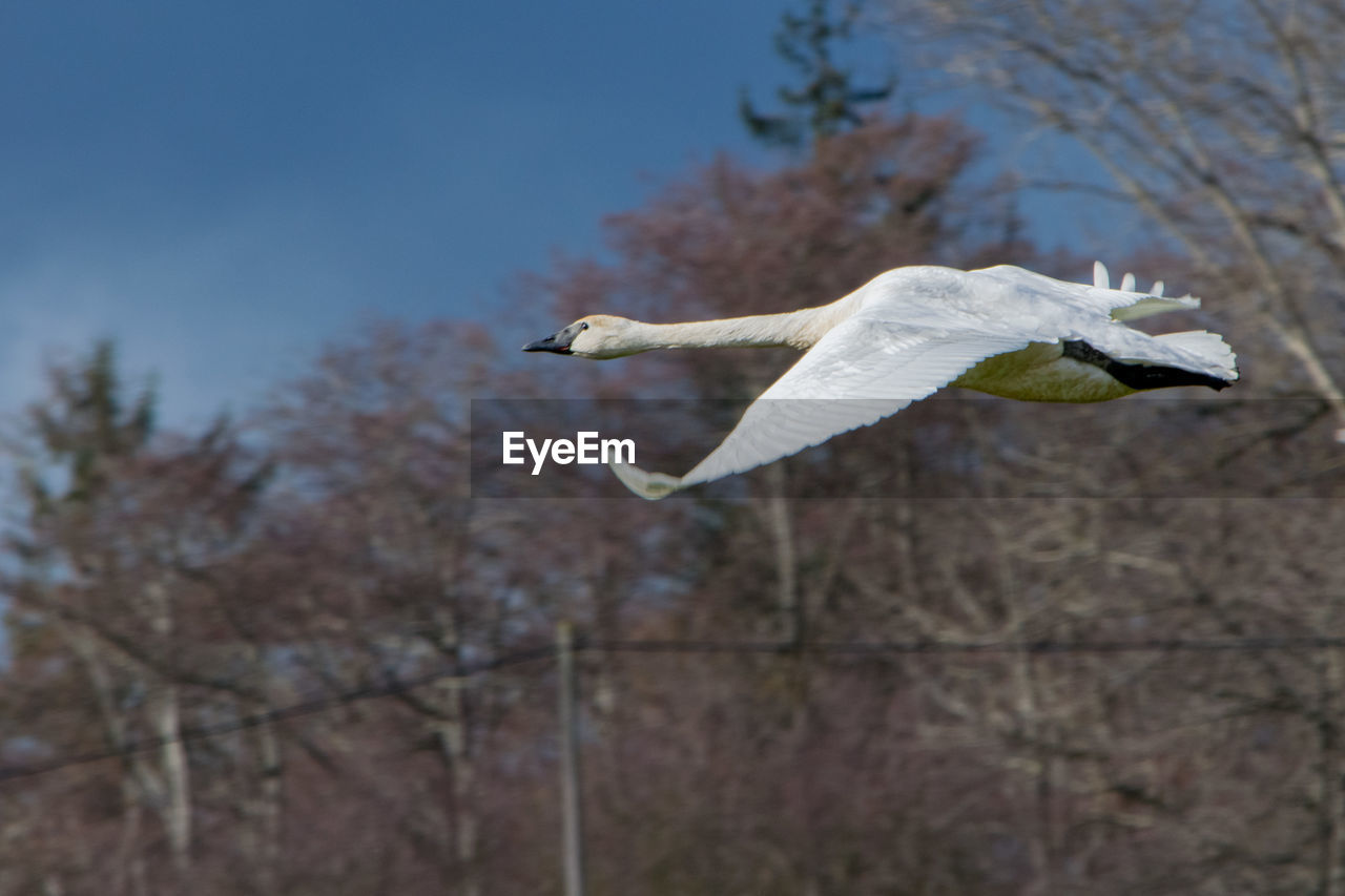 LOW ANGLE VIEW OF SEAGULL FLYING IN SKY