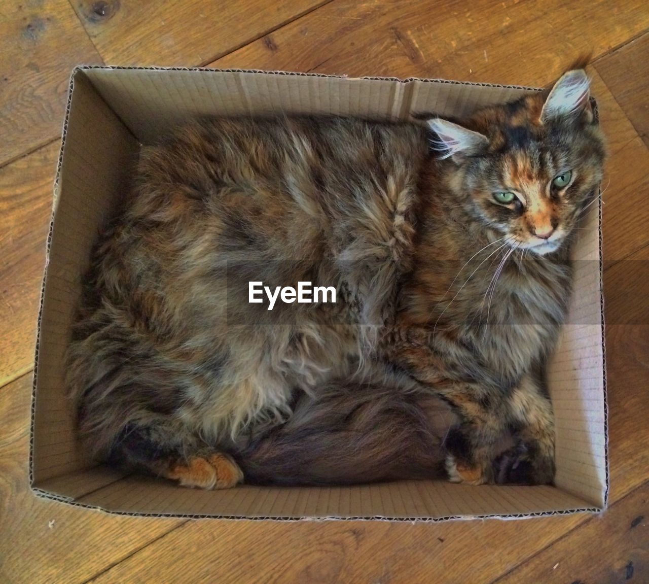 High angle view of cat in cardboard box at home