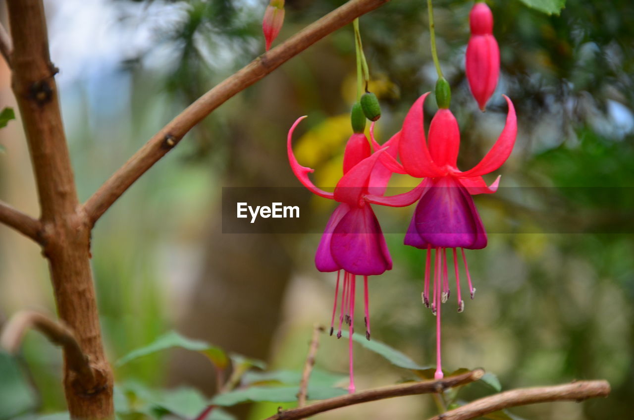 Close-up of pink flower blooming outdoors