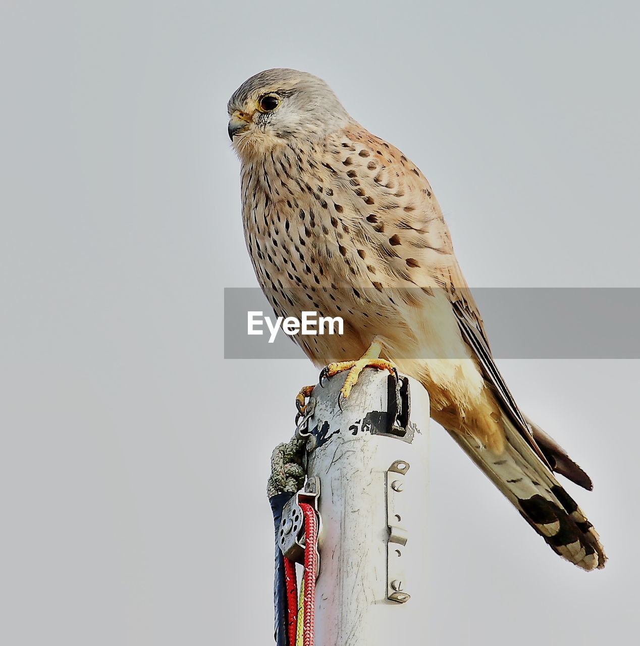 LOW ANGLE VIEW OF OWL PERCHING AGAINST SKY