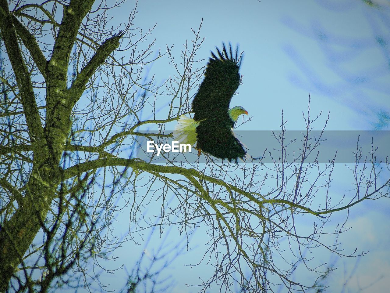 LOW ANGLE VIEW OF BIRD PERCHING ON TREE