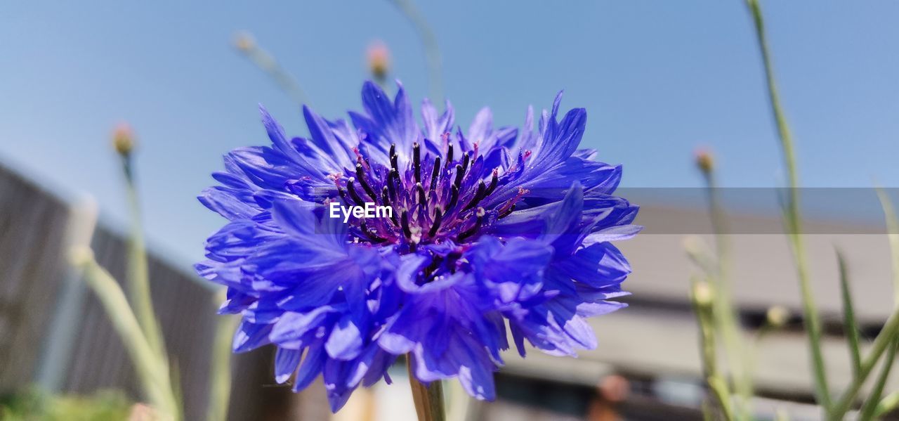 flower, flowering plant, plant, freshness, beauty in nature, purple, fragility, nature, close-up, blue, growth, petal, focus on foreground, flower head, inflorescence, macro photography, sky, blossom, no people, botany, produce, springtime, day, outdoors, plant stem, selective focus, wildflower, chicory