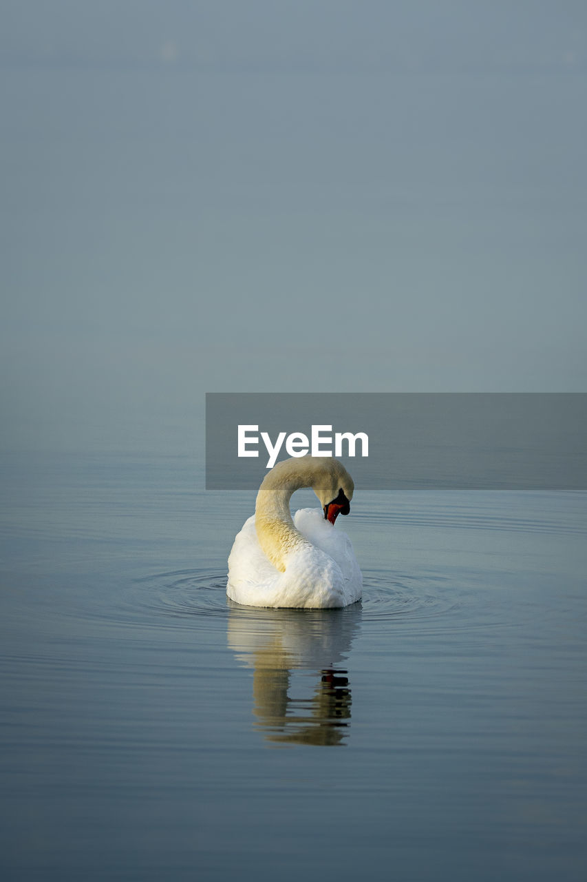 Swan preening while swimming in lake