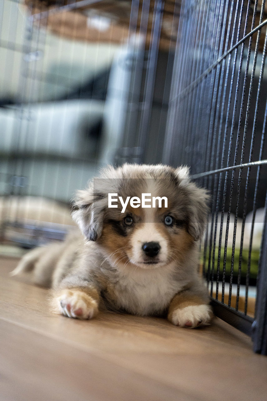 PORTRAIT OF CUTE DOG IN CAGE