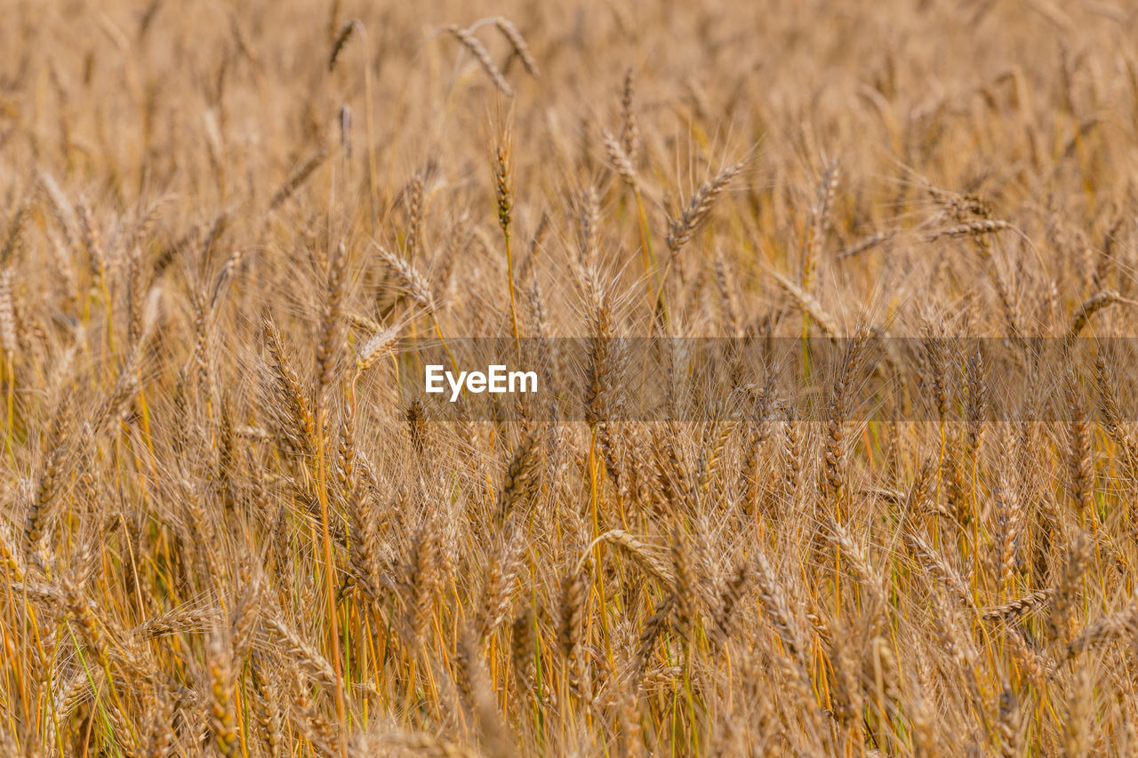 Close-up full frame background of golden oats field at sunny daylight, shallow depth of field