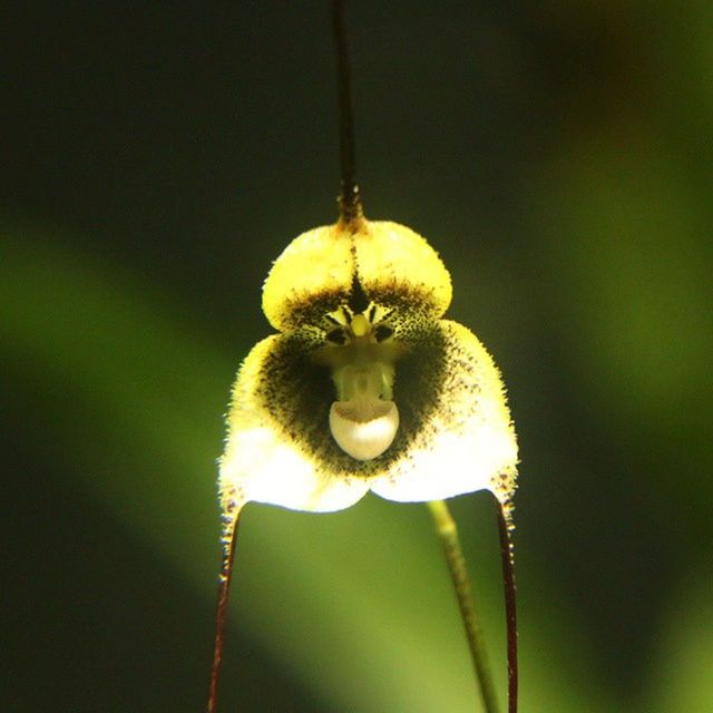 CLOSE-UP OF FLOWERS