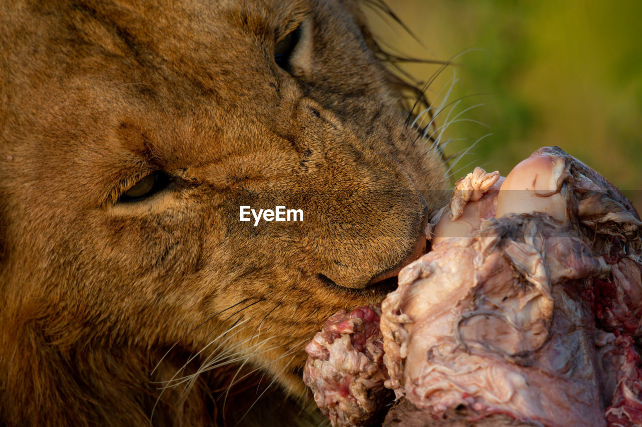 Close-up of male lion feeding on kill