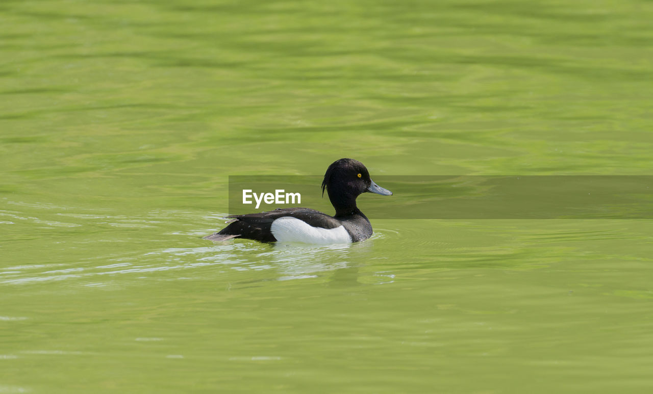 Bird swimming on lake