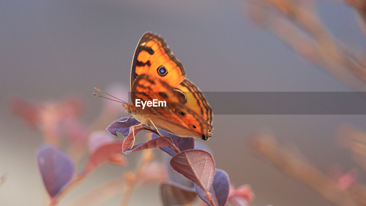 Close-up of butterfly pollinating flower