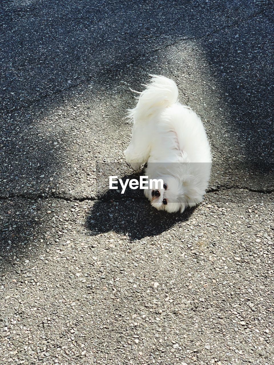 HIGH ANGLE VIEW OF DOG ON STREET IN CITY