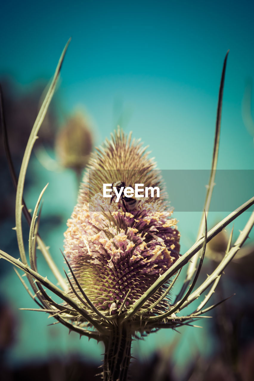 CLOSE-UP OF DRIED THISTLE AGAINST BLURRED BACKGROUND