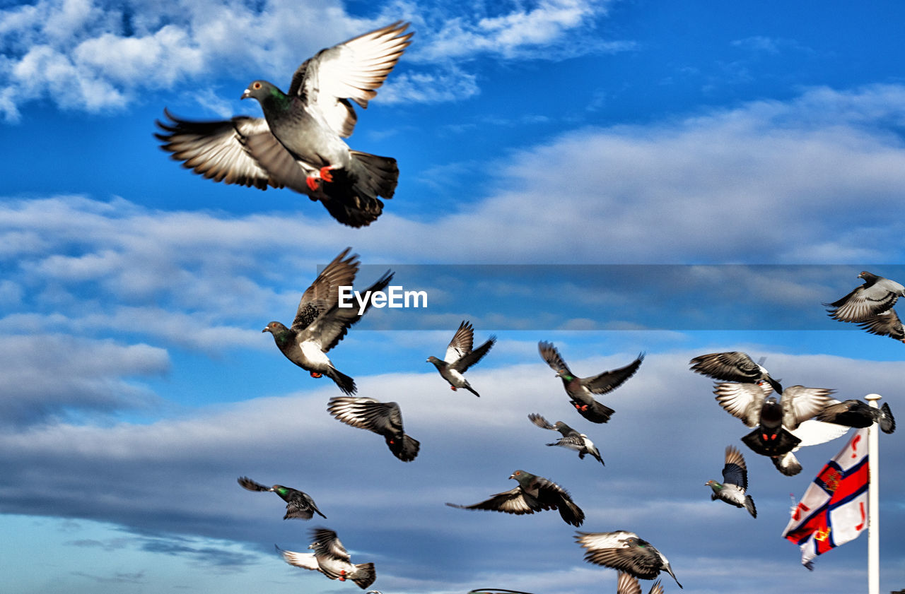 flying, animal, bird, animal themes, animal wildlife, wildlife, group of animals, cloud, sky, spread wings, mid-air, nature, animal body part, large group of animals, flock of birds, motion, animal wing, no people, outdoors, wing, day, blue