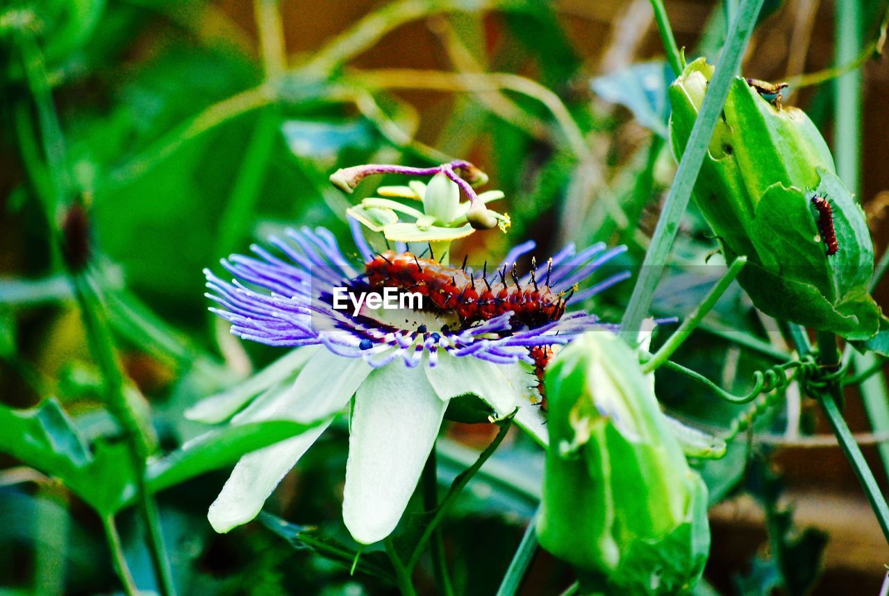 Caterpillar on passion flower blooming outdoors