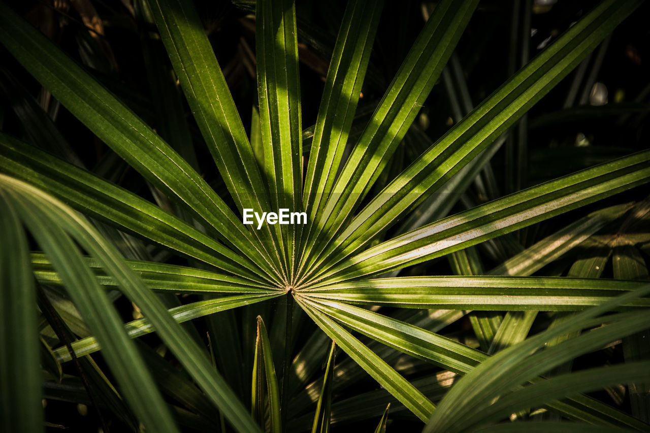 Full frame shot of plants growing on field