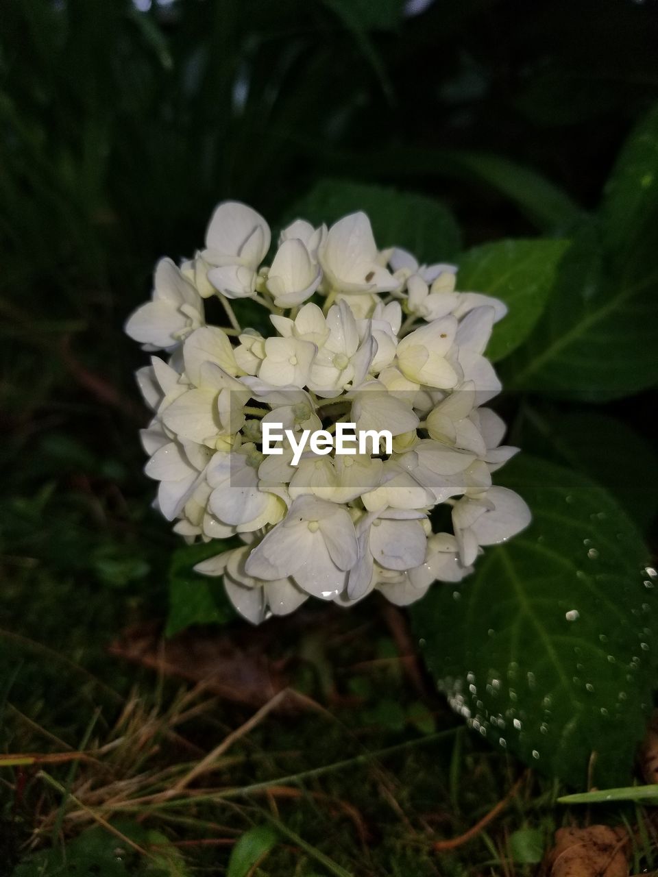 CLOSE-UP OF WHITE ROSE PLANT