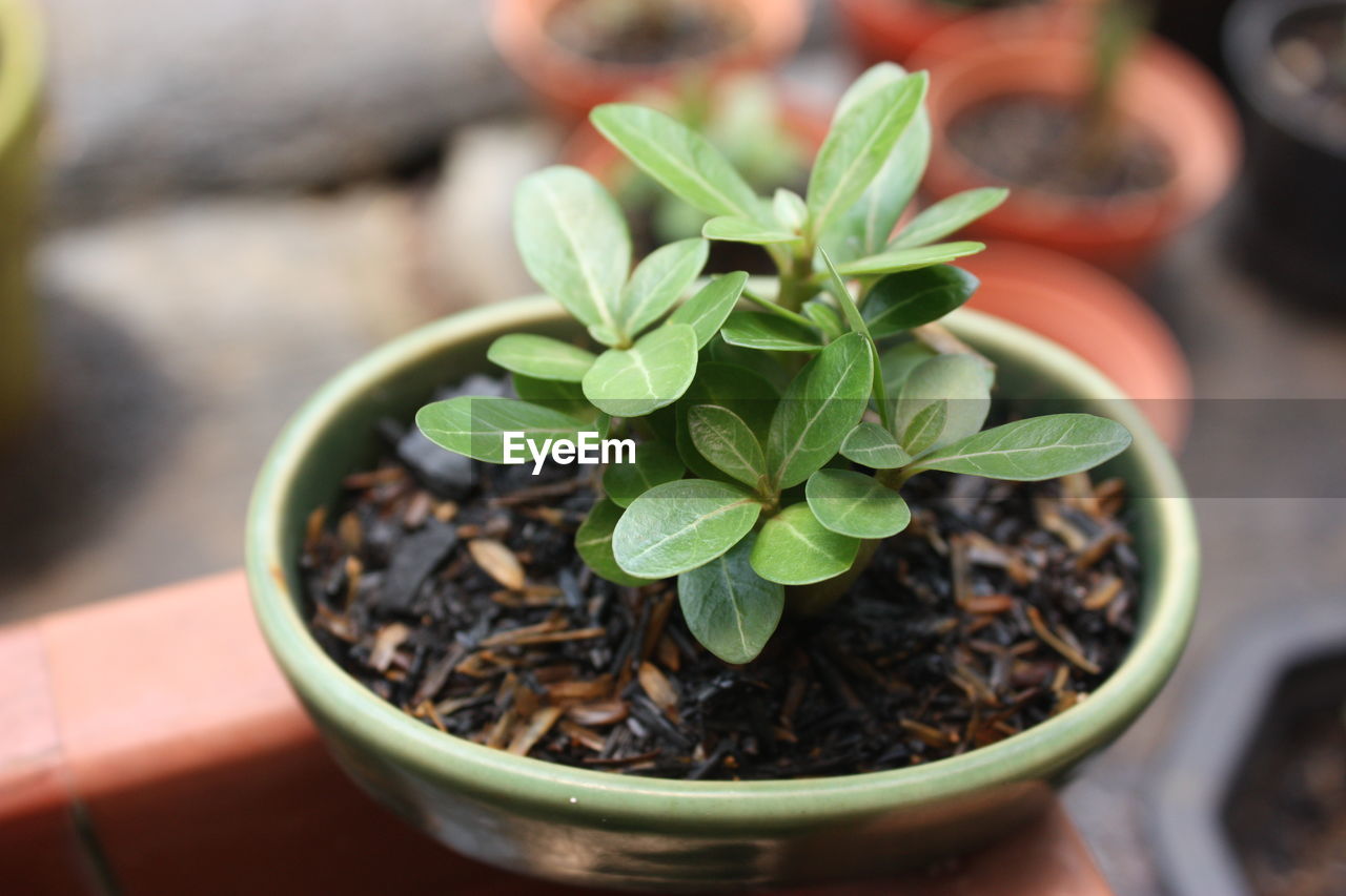 Close-up of small potted plant