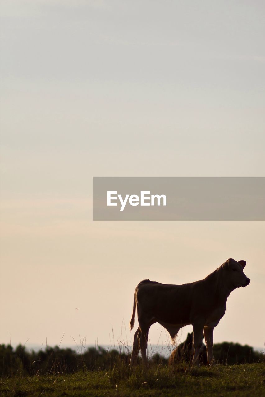 Cow on field against clear sky