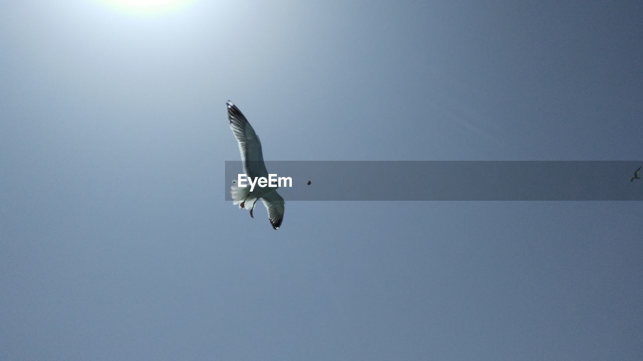 LOW ANGLE VIEW OF SEAGULL FLYING IN CLEAR SKY
