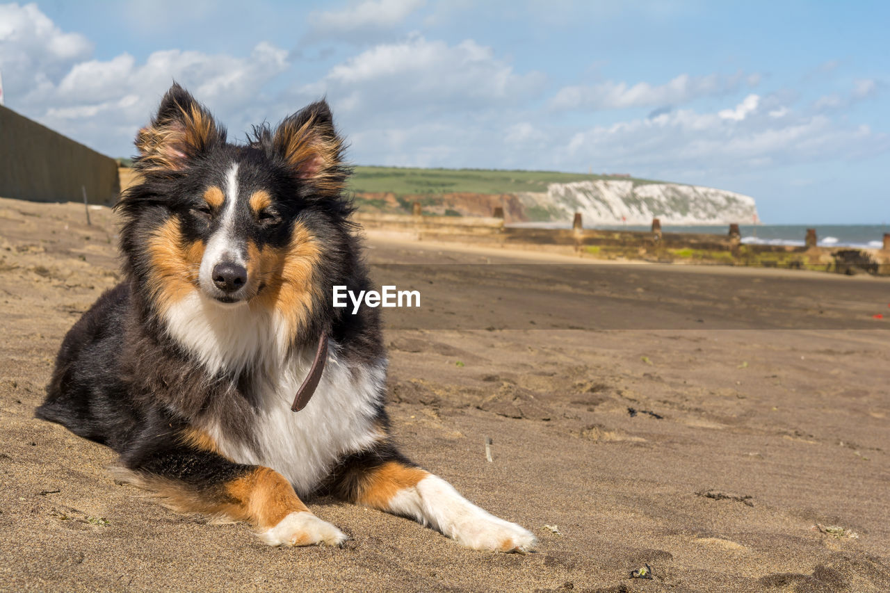 Close-up of dog sitting on sand at beach against sky