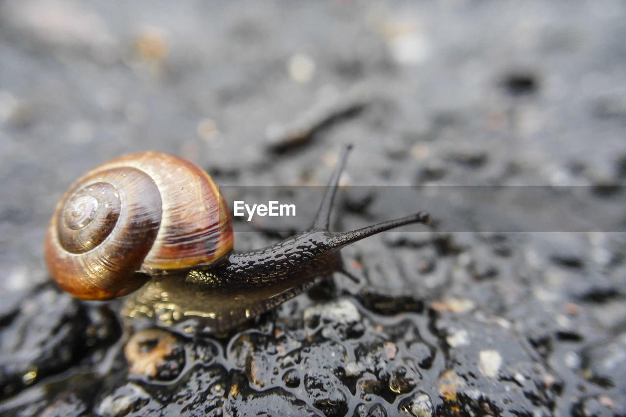 Close-up of snail