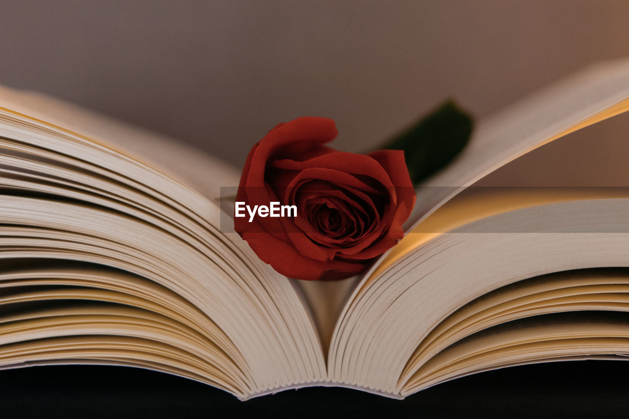 Close-up of red rose on book