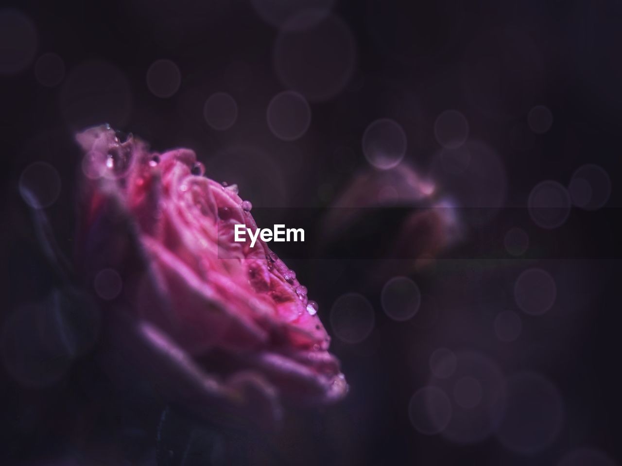 Close-up of pink rose flower against black background