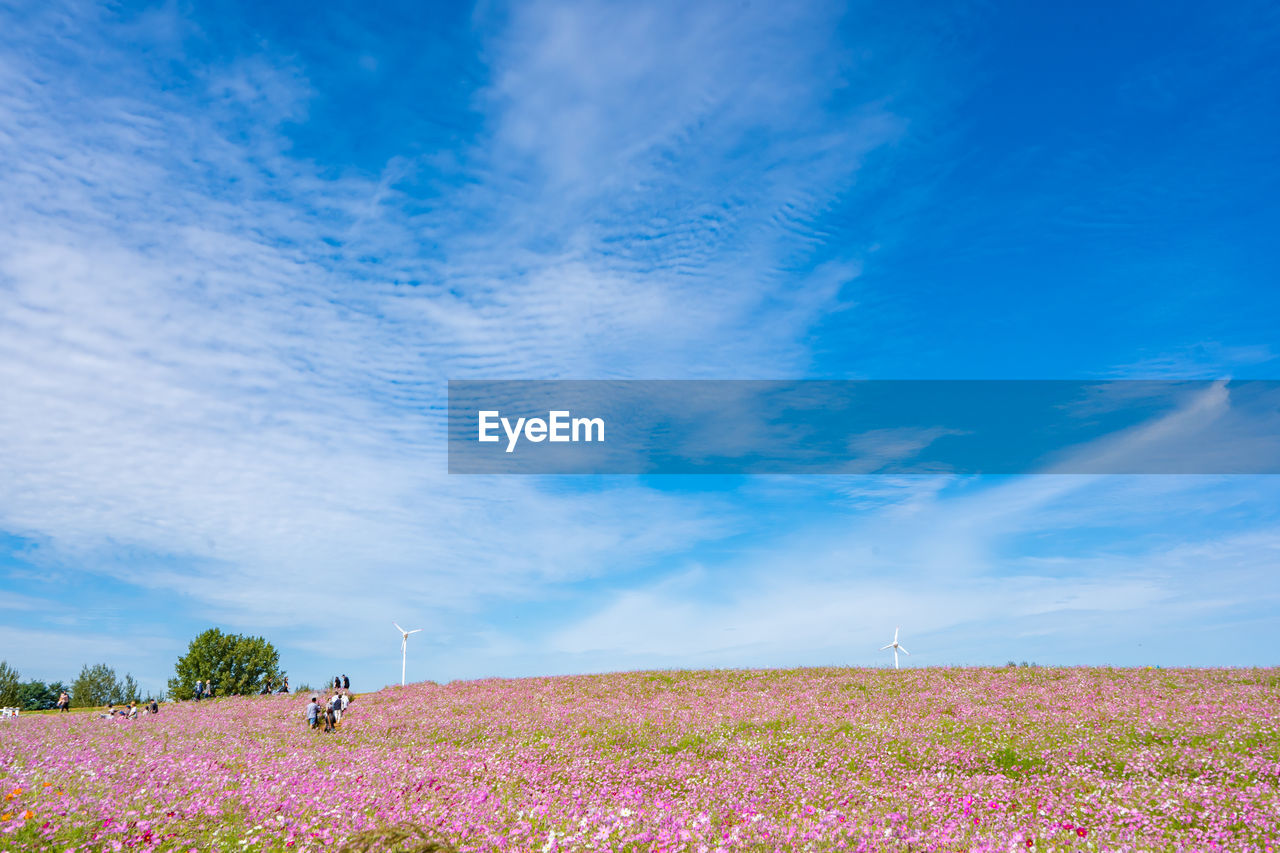 SCENIC VIEW OF FIELD AGAINST CLOUDY SKY