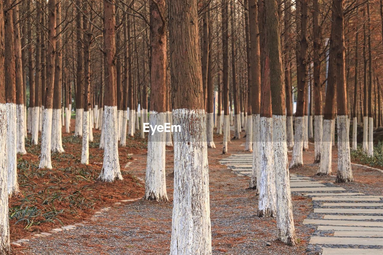 Panoramic shot of trees on landscape