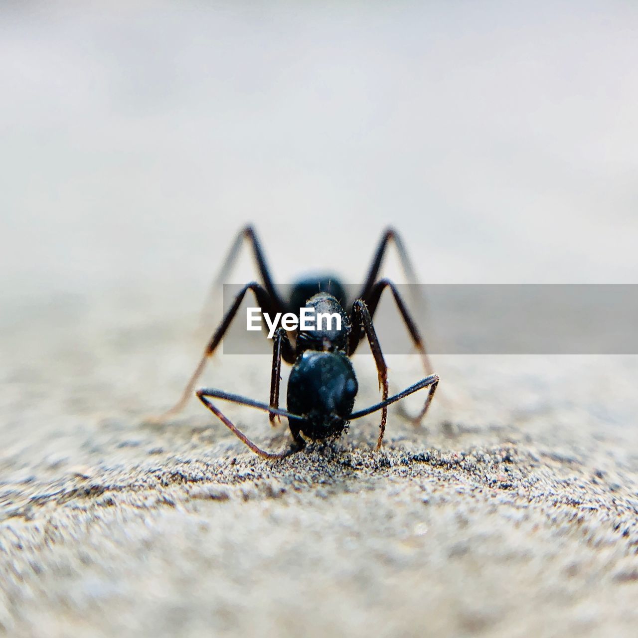 Close-up of insect on sand