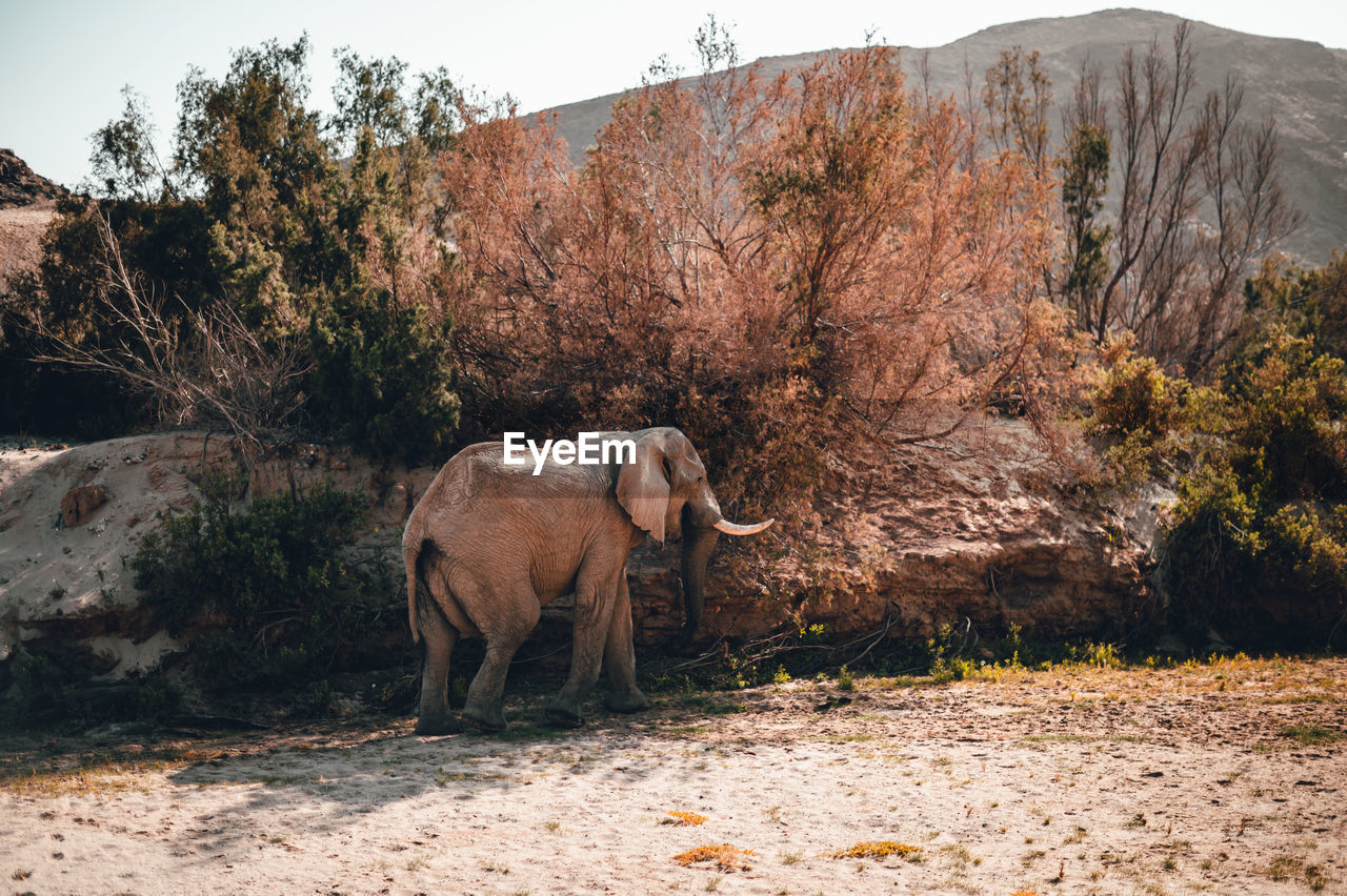 A desert elephant in a dry riverbed