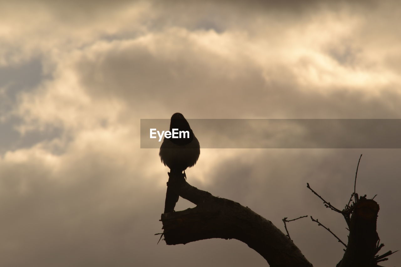 LOW ANGLE VIEW OF BIRD STATUE AGAINST SKY