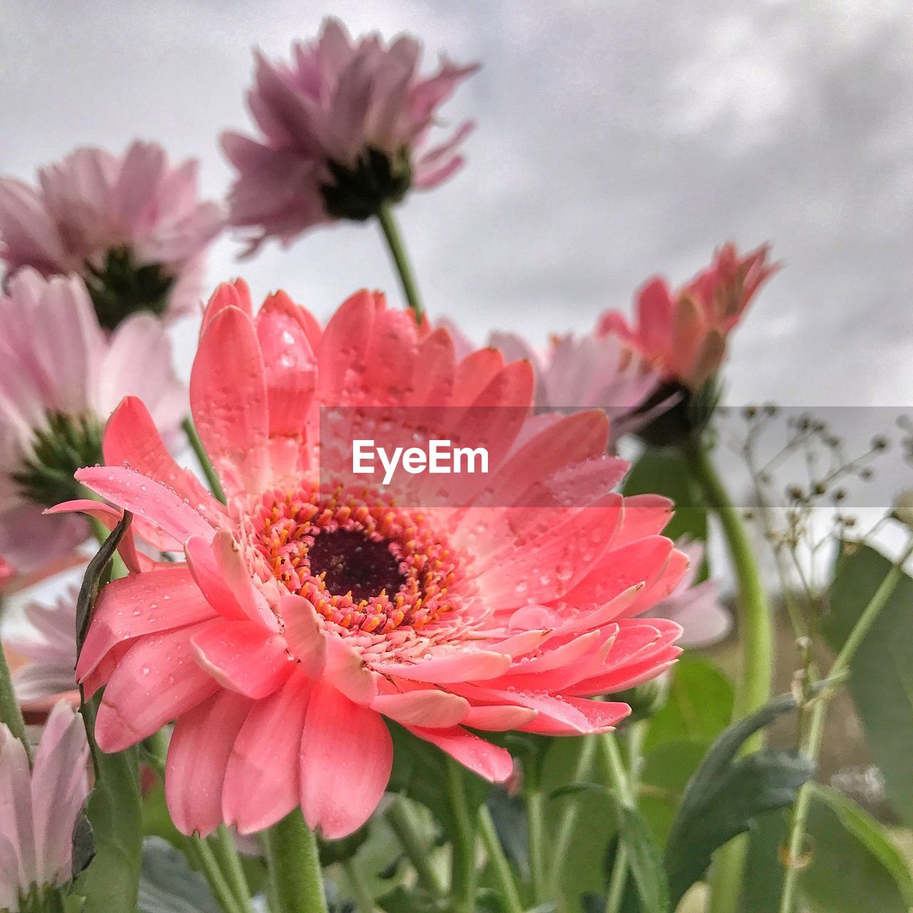 CLOSE-UP OF PINK FLOWERS